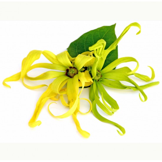 ΑΙΘΕΡΙΟ ΕΛΑΙΟ YLANG YLANG III ΦΥΣΙΚΟ 