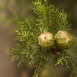 ΑΙΘΕΡΙΟ ΕΛΑΙΟ ΚΥΠΑΡΙΣΣΙ ΦΥΣΙΚΟ (Cypress essential oil)