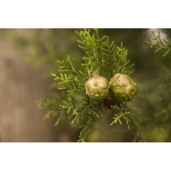 ΑΙΘΕΡΙΟ ΕΛΑΙΟ ΚΥΠΑΡΙΣΣΙ ΦΥΣΙΚΟ (Cypress essential oil)