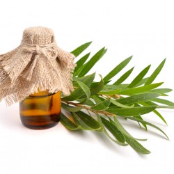 ΑΙΘΕΡΙΟ ΕΛΑΙΟ TEA TREE ΦΥΣΙΚΟ (Melaleuca alternifolia)